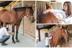 Request Quote: JR Equine Bodywork - Houston TX - Houston, TX