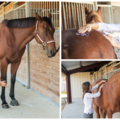 JR Equine Bodywork  - Houston, TX