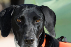 Request Quote: Missing Pet Detectives, Lost Pet Assistance - Nationwide