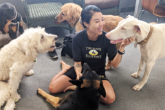 Request Quote: Two Hands Four Paws - Pet Physical Therapy and Rehab - Los Angeles, CA