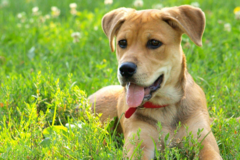 Request Quote: OnDoodie Pet Waste Removal - Guilford, CT