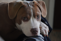 Request Quote: At Attention Private Dog Training - King of Prussia, PA