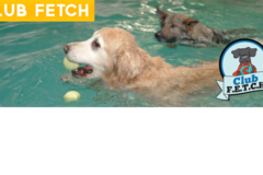 Request Quote: Canine Rehabilitation & Conditioning Group  - Broomfield, CO