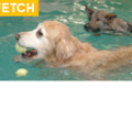 Canine Rehabilitation & Conditioning Group  - Broomfield, CO