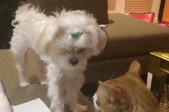 Request Quote: Certified Professional Dog Trainer - Bellaire, TX