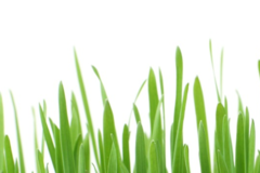 Request Quote: Community Pet Solutions - Pet Waste Removal Services - Newport Beach, CA