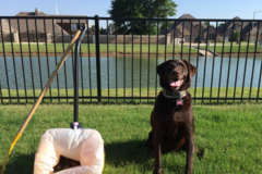 Request Quote: Got Dog Poop? We Scoop! - OKC's #1 Pet Waste Service! - Oklahoma City, OK