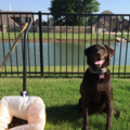 Got Dog Poop? We Scoop! - OKC's #1 Pet Waste Service! - Oklahoma City, OK