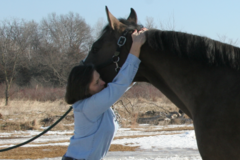 Request Quote: Lord Animal Chiropractic - Mt Horeb, WI