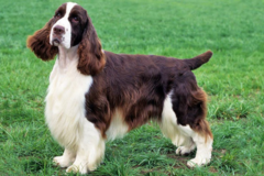 Request Quote: San Mar Pet Spa - Pet Groomers - George West, TX