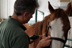 Request Quote: Animal Chiropractic Adjustment - Pet Chiropractic Care - Sarasota, FL