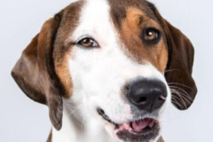 Request Quote: Kat Ku Pet Photography - Detroit, MI