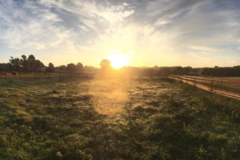 Request Quote: Rancho Del Sol Arena - Horse Boarding - De Kalb, TX