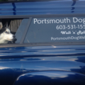 Portsmouth Dog Walks  - Portsmouth, NH
