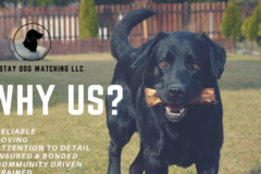 Request Quote: Sit Stay Dog Watching  - Miamisburg, OH