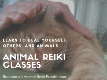 Animal Reiki Classes and Certification