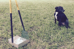 Request Quote: Check Your Shoes, Pet Waste Removal - San Antonio, TX