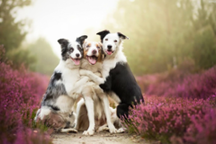 Request Quote: Poopless Yards, Professional Pooper Scoopers - Aurora, CO