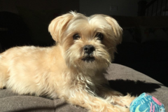 Request Quote: Metropawlitan Pet Sitters - Arlington, VA