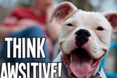 Request Quote: PAWSitive Dog Walking and Pet Sitting Services  - Golden, CO