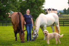 Request Quote: Courtney's Pet & Equine Services - Body Clipping - Fairfax Station, VA