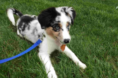 Request Quote: Paws to Consider - Trusted Neighborhood Dog Sitting - Boston, MA