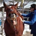 BAC Equine Massage Therapy  - Foxborough, MA