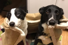 Request Quote: Trick Dog U K9 - Private Canine Training Academy - Hudson, FL