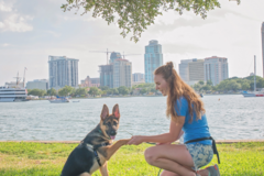 Request Quote: K9 Holistics Dog Training - St Petersburg, FL