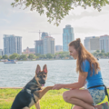 K9 Holistics Dog Training - St Petersburg, FL