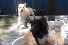 Request Quote: Graced Kennels - Dog Training Services - Augusta, GA
