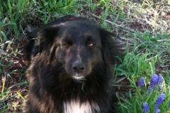 Request Quote: Pawsitively Holistic Healing For Dogs and Pets - Golden Valley, AZ
