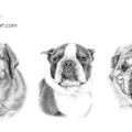 Washington Pet Portraits - Colin Hayes Art  - Nationwide