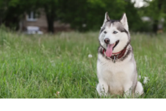 Request Quote: Turd Bandit, the Dog Poop Scoopers - Pet Waste Removal - Struthers, OH
