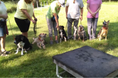 Request Quote: Barclay Farms, Professional Dog Training -  Conroe, TX 
