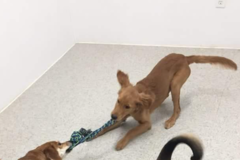 Request Quote: Lawton Preppy Pet - Pet Daycare - Lawton, OK