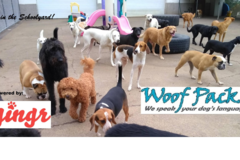 Request Quote: Woof Pack, Cage Free Dog Daycare and Boarding - Bristol, CT 