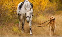 Request Quote: Pooches and Hooves, Equine & Canine Massage - Fleetwood, PA