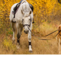 Pooches and Hooves, Equine & Canine Massage - Fleetwood, PA