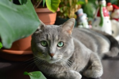 Request Quote: Leave It To Shoo!...While You're Away - Pet Sitting Service - Vancouver, WA