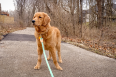 Request Quote: Level Pup Pet Sitting and Dog Walking - Bloomington, IN