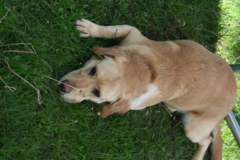 Request Quote: T&T Pet Care Services - Dog Walking and Pet Sitting - Madison, WI