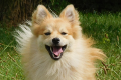 Request Quote: CCPDT Certified - Peaceable Paws Dog Training - Fairplay, MD