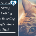 Dog Days and Cat Naps - Pet Sitting Services - Jacksonville, FL