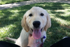 Request Quote: Northwest In Home Private Dog Training Services - Salem, OR