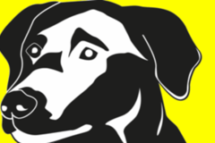 Request Quote: Metro Dog - Doggie Daycare and Sitting - Seattle, WA