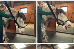 Request Quote: Revitalizing Equine Services - Horse Massage - Sharon, MA