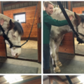 Revitalizing Equine Services - Horse Massage - Sharon, MA
