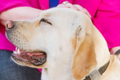 Request Quote: Animal Reiki Master and Companion Animal End-of-Life Doula  - Nationwide