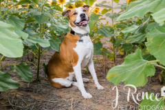 Request Quote: J Renee Pet Photography - Denver, CO
